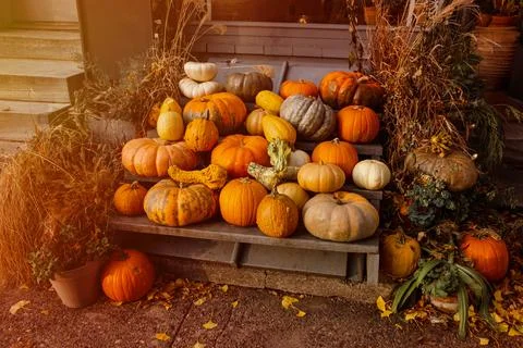 Stack of variously colored and shaped pumpkins. Autumn 스톡 사진