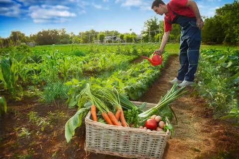 Stack with vegetables and gardener watering garden 스톡 사진