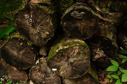 Stack of weathered moss-covered logs Stock-Fotos