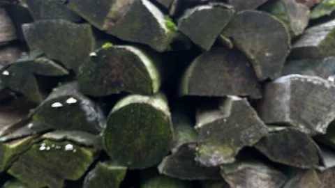 Stack of wet firewood chopping in moss close-up with smooth camera span. Stock Footage 230011441