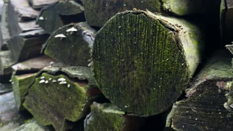 Stack of wet firewood chopping in moss close-up with smooth camera span. Stock Footage 230011466