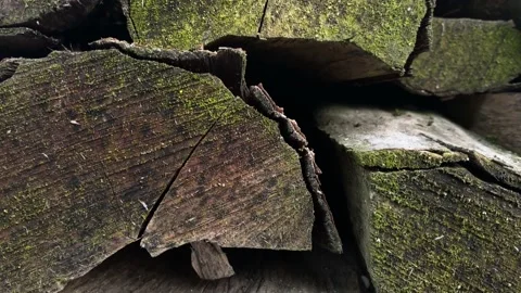 Stack of wet firewood chopping in moss close-up with smooth camera span. Stockbeeldmateriaal 230011492