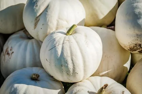 Stack of white pumpkins in the sun during the fall  in Canada Foto stock
