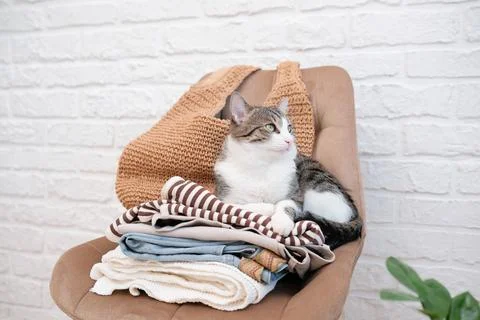 Stack of woman clothes for spring and summer with cat on chair against white Stock Photos