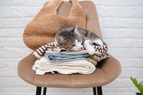 Stack of woman clothes for spring and summer with cat on chair against white Foto stock