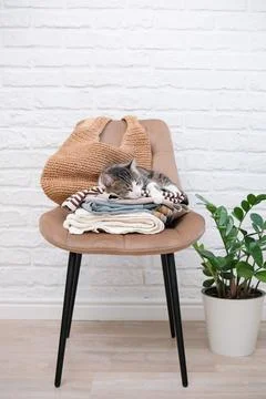 Stack of woman clothes for spring and summer with cat on chair against white Stock Photos