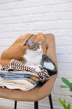 Stack of woman clothes for spring and summer with cat on chair against white Stock Photos