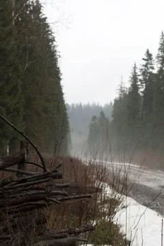 Stack of wood along the forest road Stock-Fotos