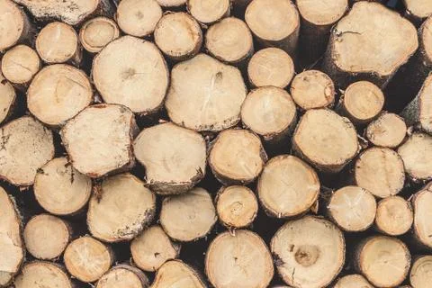 Stack of wood with annual rings Stock Photos