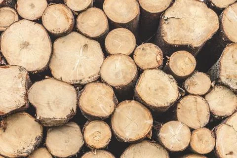 Stack of wood with annual rings Stock Photos