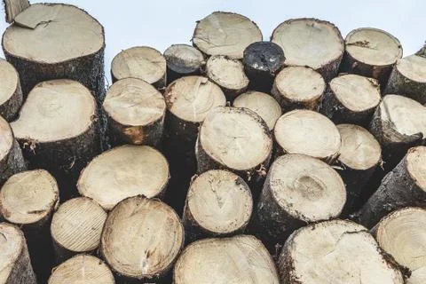 Stack of wood with annual rings Stock Photos