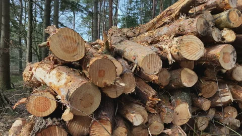 Stack of wood cut in the forest Stock Footage 219457286