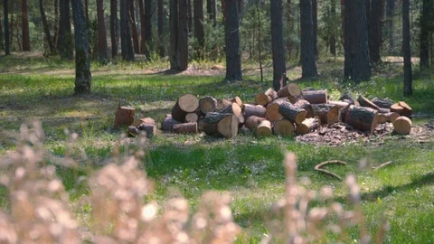 Stack of wood in the forest in early spring Stock Footage 129669751