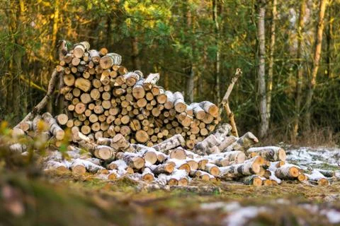 Stack of wood in forest Stock Photos