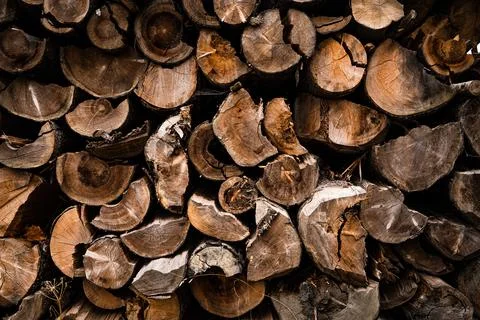 Stack of wood in the forest Stock Photos