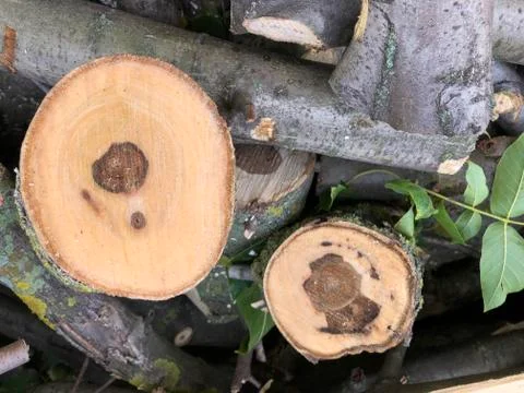 Stack of wood logs background. Saw cut of a nut tree. Stockfoto's