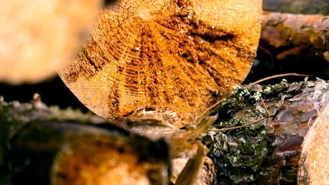 Stack Of Wood Logs Close-up Stock Footage 76329332
