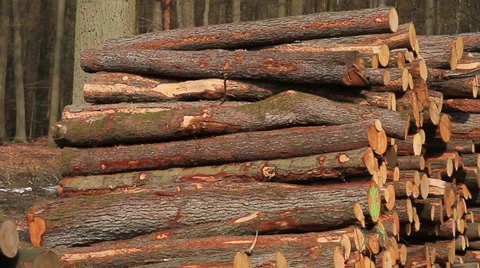 Stack of wood logs Stock Footage 39467667
