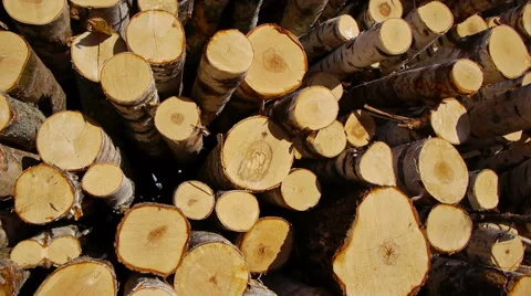 Stack of wood logs 스톡 동영상 62806710