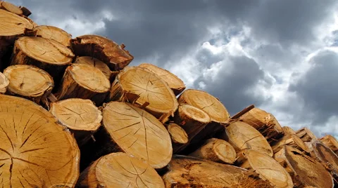 Stack of wood logs in forest time lapse Stock Footage 47321119
