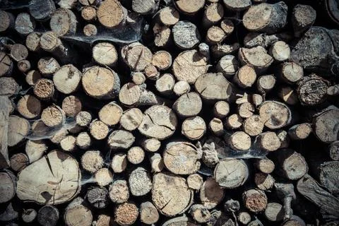 Stack of wood logs 스톡 사진
