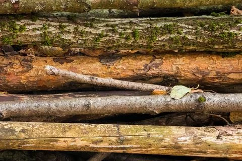 Stack of wood logs Stock Photos