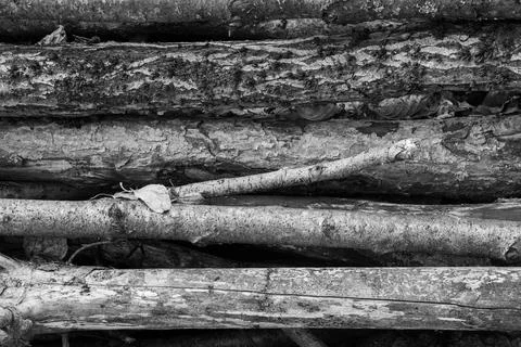 Stack of wood logs Stock Photos