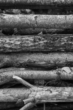 Stack of wood logs Stock Photos