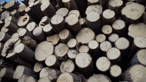 Stack of wood logs. Wood storage for industry. Felled tree trunks. Panorama of Stock Footage 126400408
