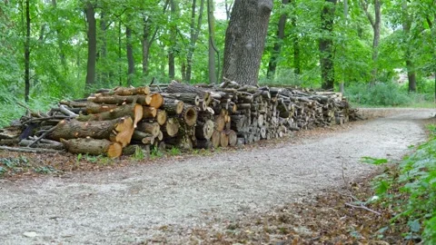 Stack of wood the middle of the forest, firewood for cold weather Stock-Footage 208859196