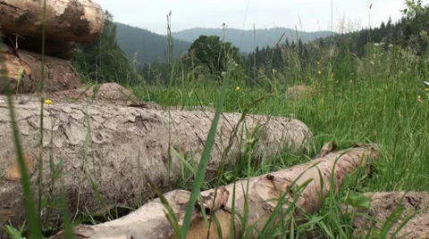 Stack of Wood next to the Forest Video stock 39543443
