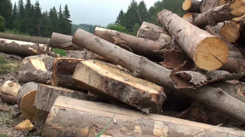 Stack of Wood next to the Forest Video stock 39543531