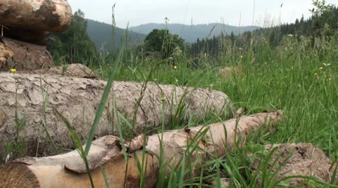 Stack of Wood next to the Forest Video stock 39543625