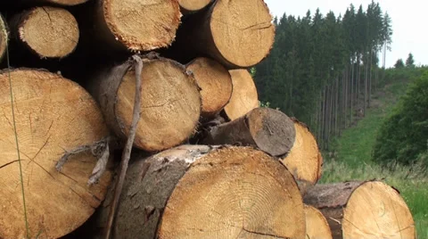 Stack of Wood next to the Forest Video stock 39543785