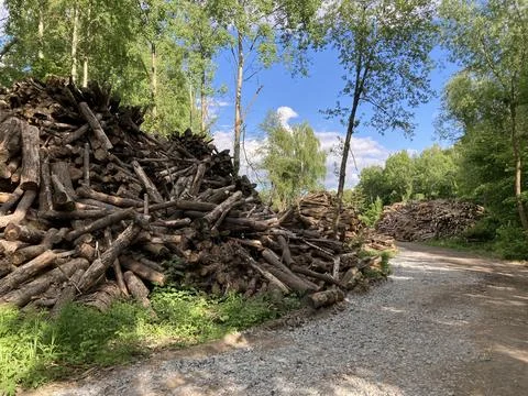 Stack of wood on a sawmill 库存照片