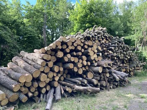 Stack of wood on a sawmill 库存照片