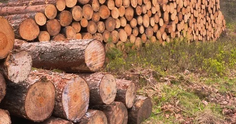 Stack of wood stored along roadside in mixed forest + tilt up Stock Footage 75360041