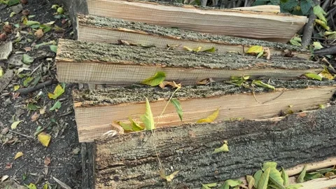 Stack of wooden blanks obtained by ash tree trunk outdoors Stock Footage 257551982