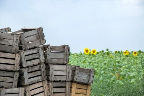 Stack of Wooden Crates in Field Stock Photos