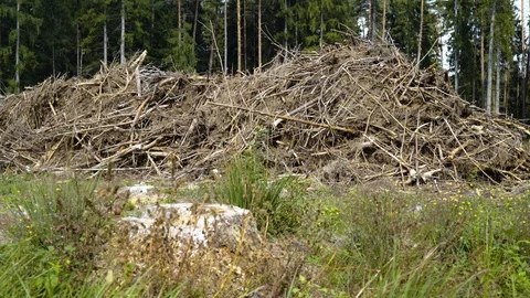 Stack of wooden energy - deforestation Video stock 94641331
