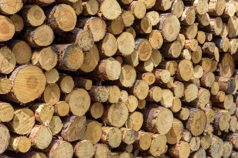 Stack of wooden logs as a background Stock Photos