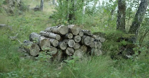 Stack Of Wooden Logs in the Forest 2 Stock Footage 82276645