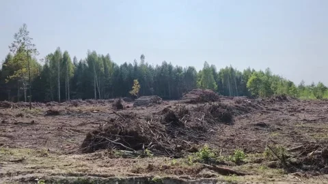 A stack of wooden logs, large trunks of tall trees, felled and stacked. Stock Footage 282892062