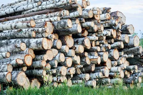Stack of wooden logs lying on the green grass outdoors Stockfoto's