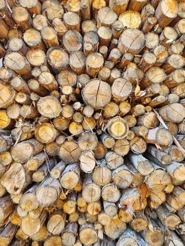 Stack of wooden logs Stock Photos