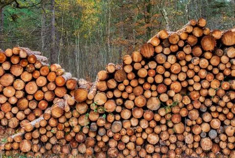 A stack of wooden pine tree in the sand dunes of Schoorl, The Netherlands. Stock Photos