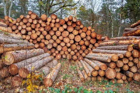A stack of wooden pine tree in the sand dunes of Schoorl, The Netherlands. Foto stock