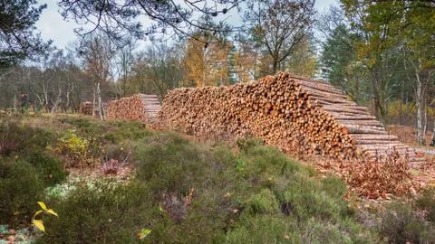 A stack of wooden pine tree in the sand dunes of Schoorl, The Netherlands. Stock Photos