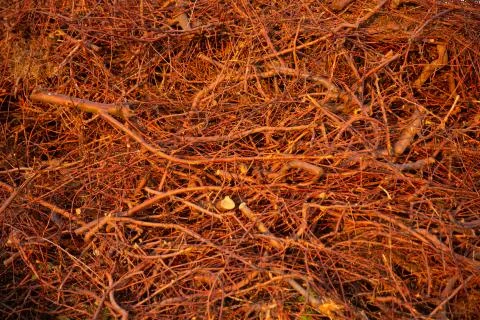 Stack of wooden twigs background Stock Photos