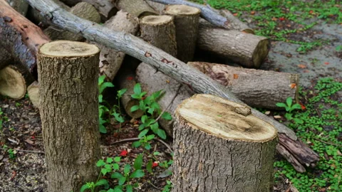 Stack of a woodpile in the countryside. Vídeos de archivo 155665111